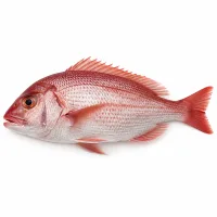 poissons tels que vivaneau ou dorade