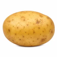 pommes de terre de taille moyenne
