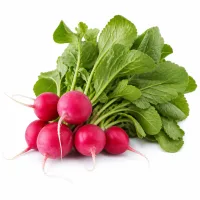radis roses