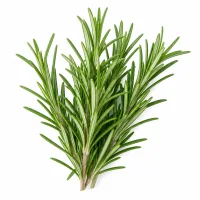 romarin
