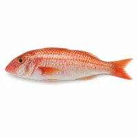 rouget