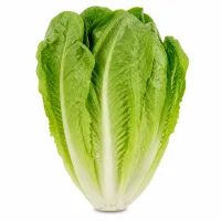 salade romaine