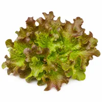 salade type feuilles de chène