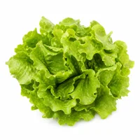 salade verte