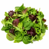 salade verte mélangée
