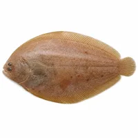sole