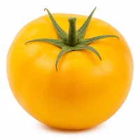 tomate jaune
