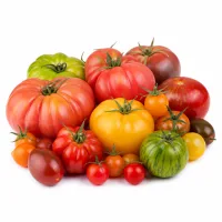 tomates variées