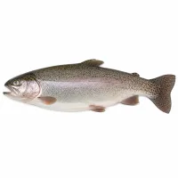 Truite fraîche de bonne qualité